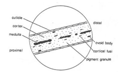 Damaged Human Hair Under The Microscope Steemit